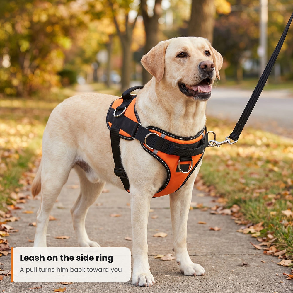 Labrador in the KOPPLA harness with the leash on the side ring