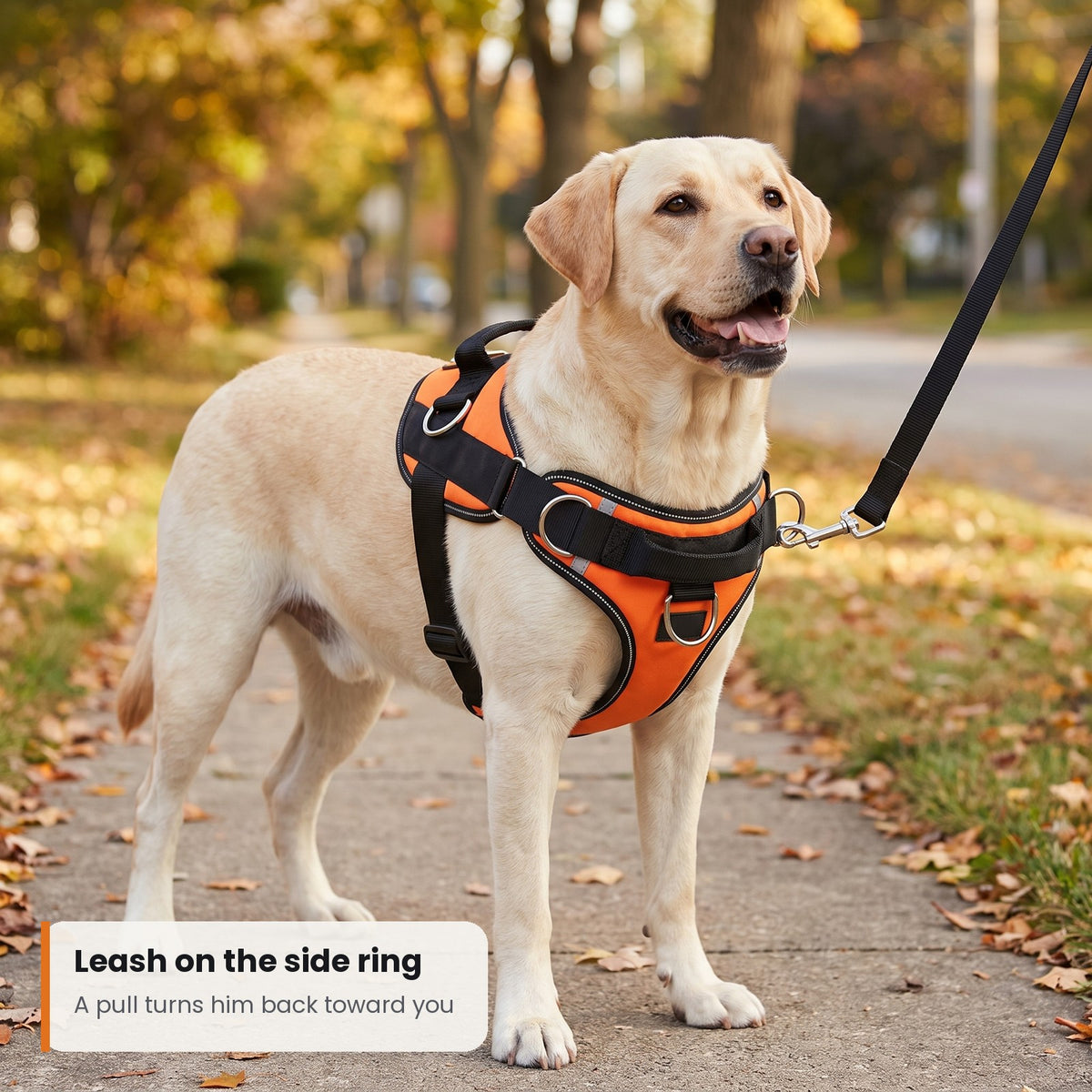Labrador in the KOPPLA harness with the leash on the side ring